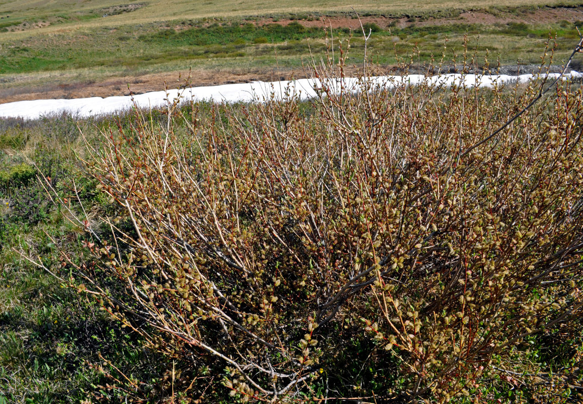 Image of genus Salix specimen.