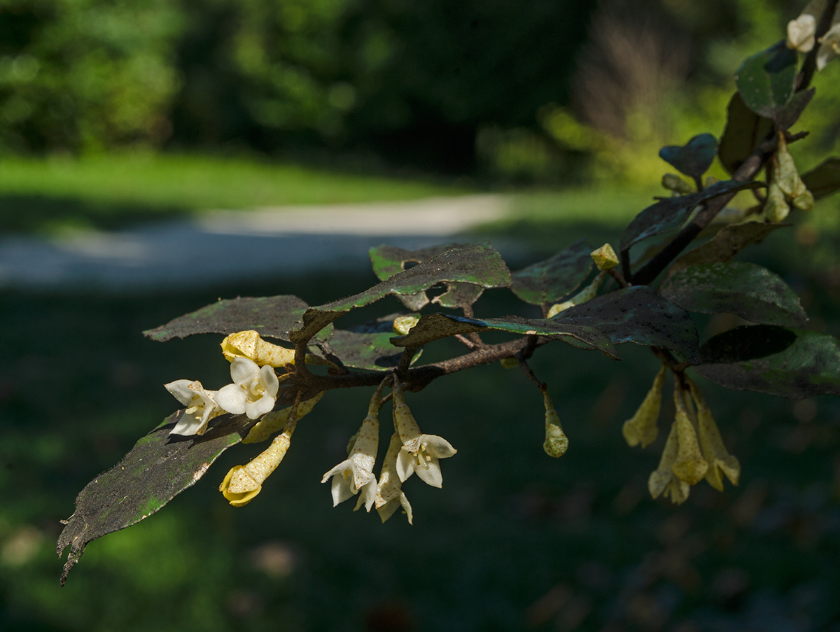 Изображение особи Elaeagnus pungens.