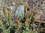 Scutellaria mesostegia