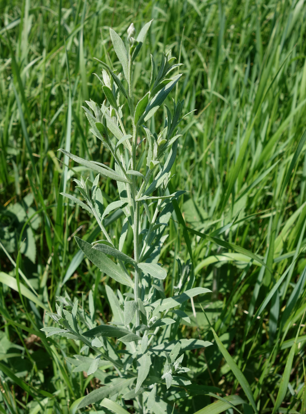 Image of Acroptilon repens specimen.