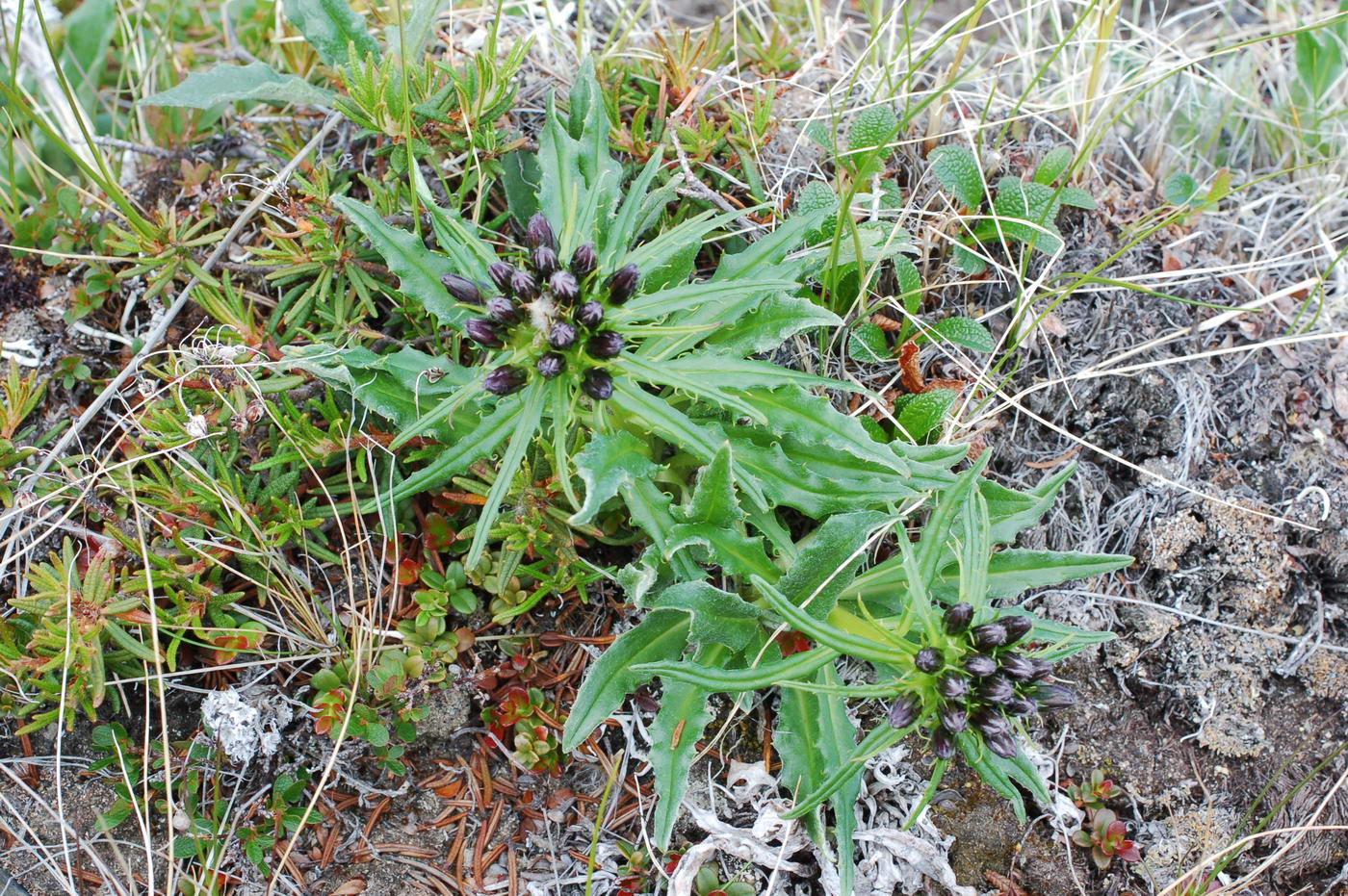 Изображение особи Saussurea tilesii var. glabriuscula.