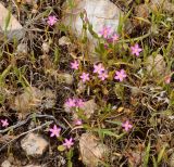 Centaurium pulchellum