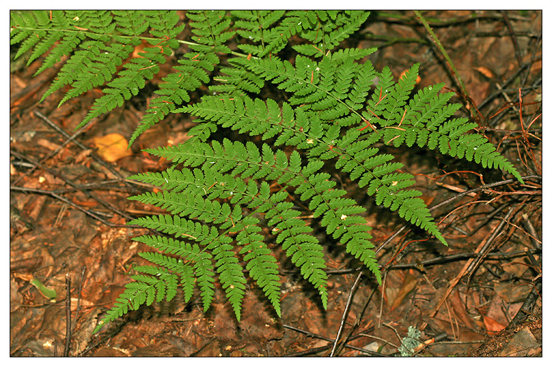 Image of Dryopteris expansa specimen.