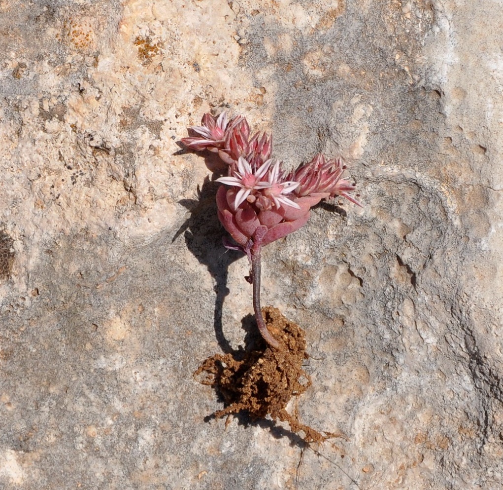 Image of Sedum eriocarpum ssp. porphyreum specimen.