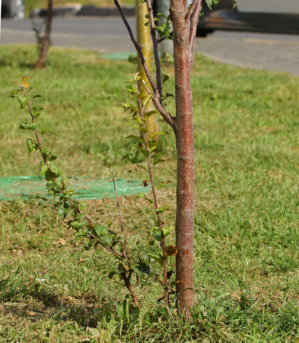 Изображение особи Malus &times; purpurea.