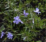 Phlox variety setacea