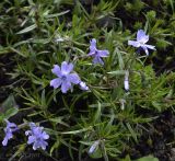 Phlox subulata var. setacea