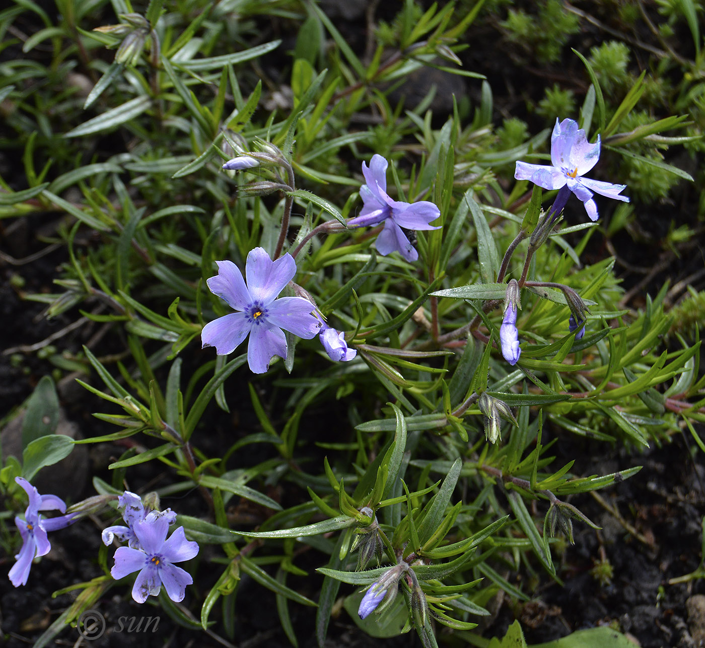 Изображение особи Phlox subulata var. setacea.