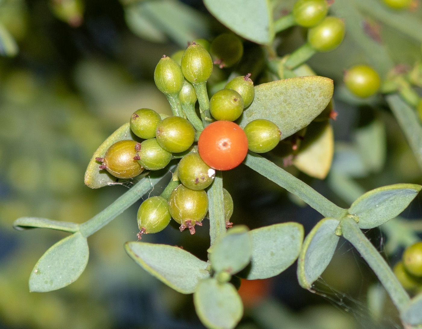 Изображение особи Viscum rotundifolium.