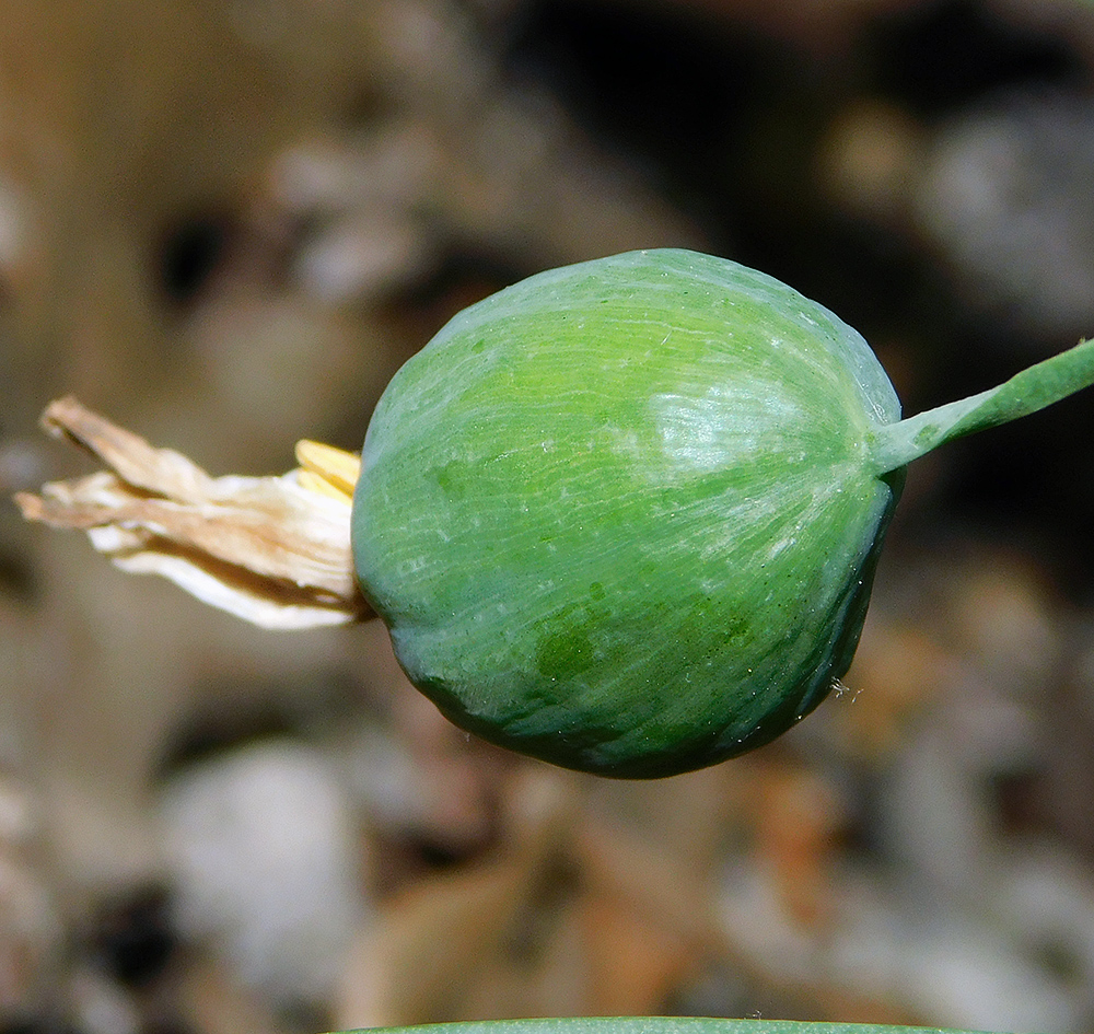 Image of Leucojum aestivum specimen.