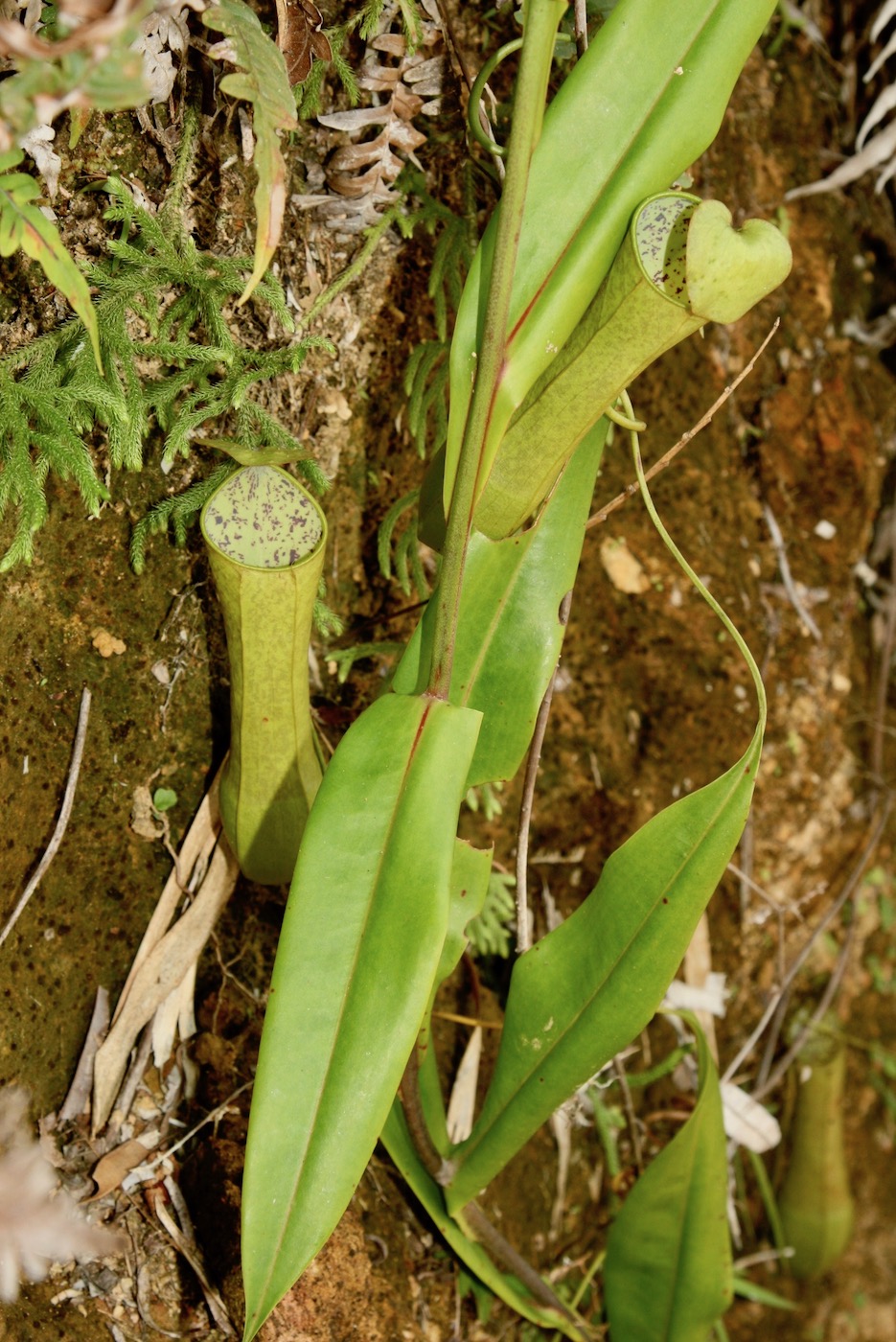 Изображение особи Nepenthes hirsuta.