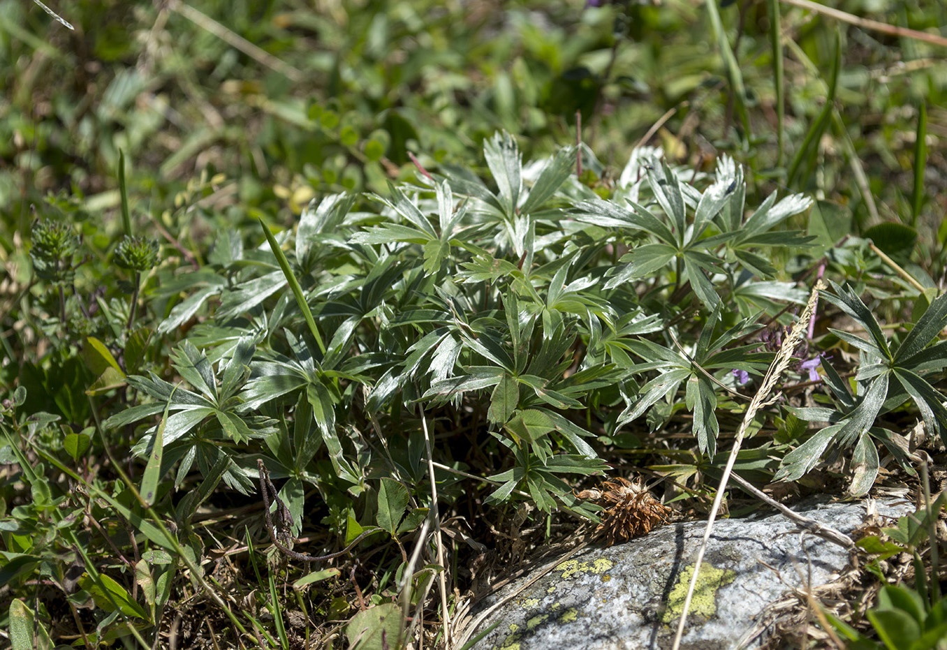 Изображение особи Alchemilla sericea.