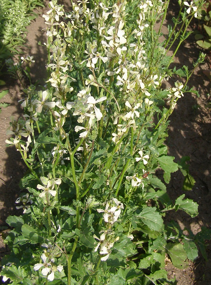 Image of Eruca sativa specimen.