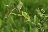 Salix aurita. Молодой побег. Ленинградская обл., Лужский р-н, пойма р. Луга у дер. Кемка. 10.06.2010.