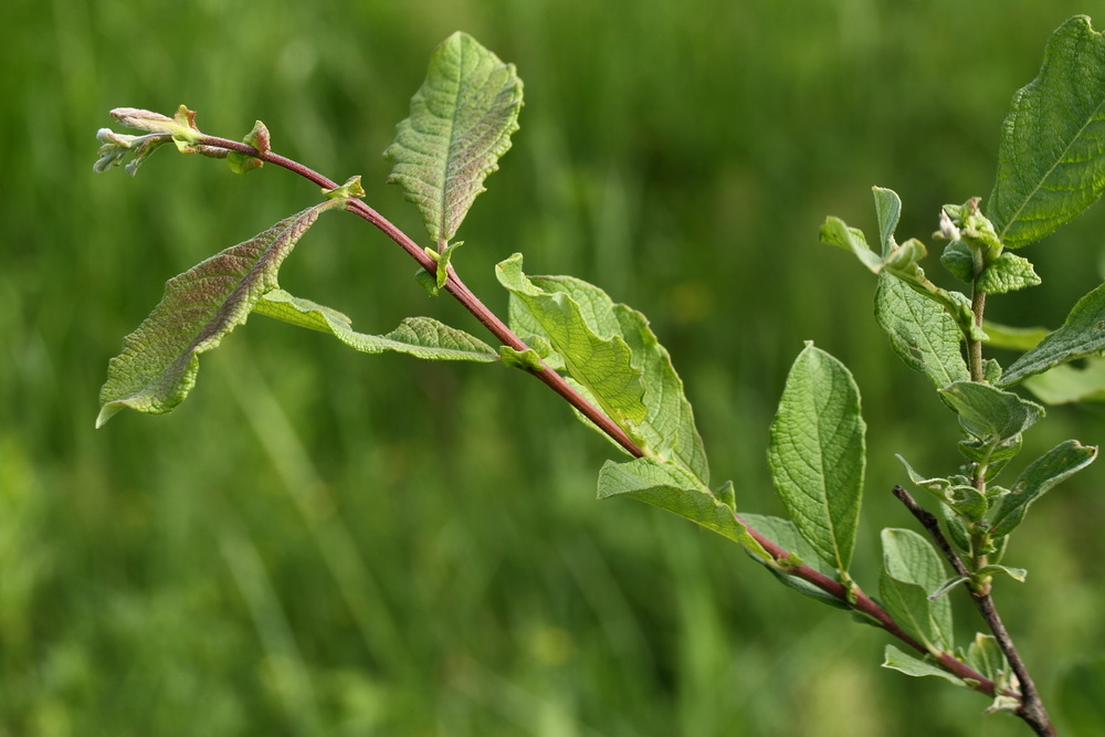 Изображение особи Salix aurita.