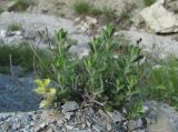 Teucrium chamaedrys. Вегетирующее растение. Краснодарский край, окр. г. Новороссийск, хр. Маркотх, каменистый склон. 31.05.2020.