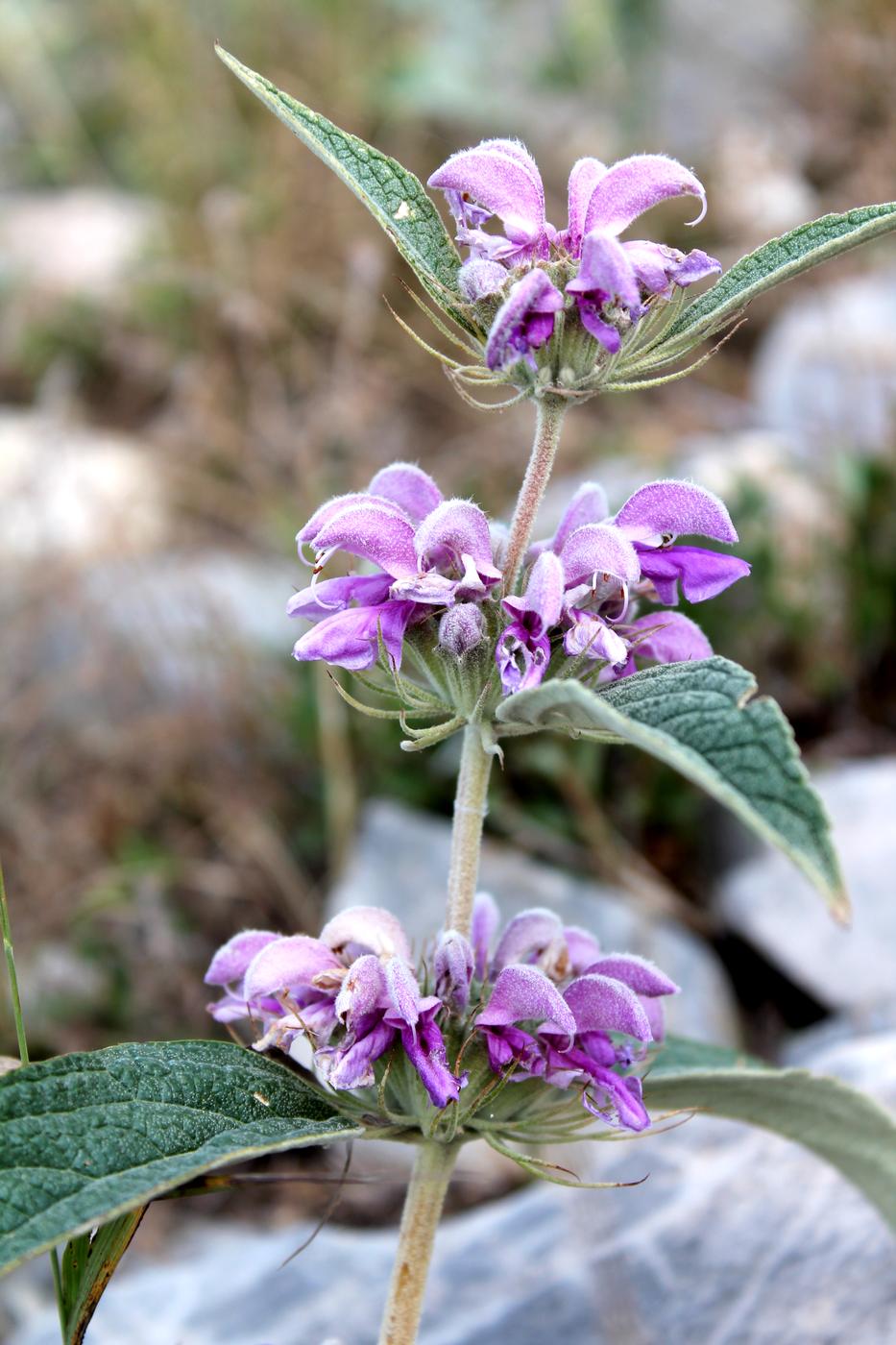 Image of Phlomis regelii specimen.