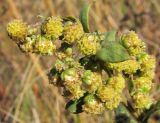 Artemisia latifolia