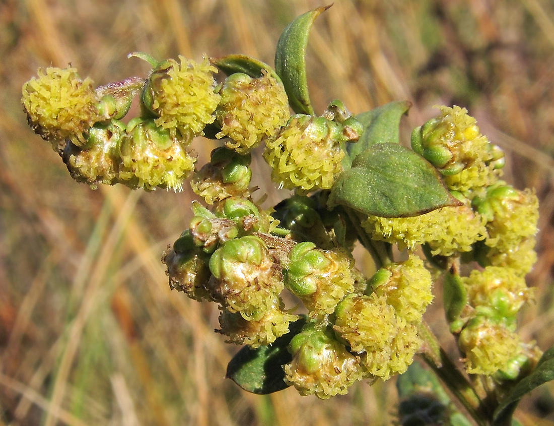 Изображение особи Artemisia latifolia.