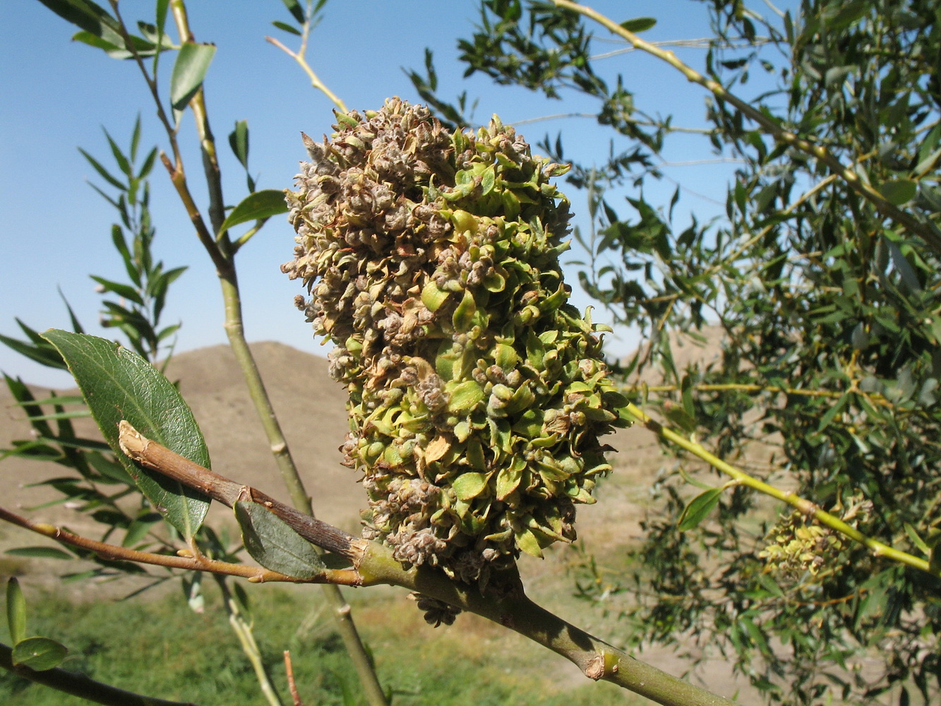 Image of Salix excelsa specimen.