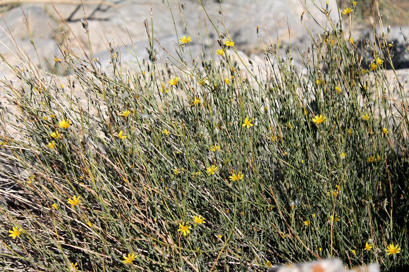 Изображение особи Chondrilla lejosperma.