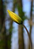 Tulipa biebersteiniana