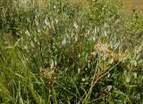 Salix phylicifolia. Вегетирующее растение (на переднем плане - верхушка растения из сем. Apiaceae). Тверская обл., Весьегонский р-н, канава между ж.-д. насыпью и сфагновым болотом. 18 июля 2020 г.