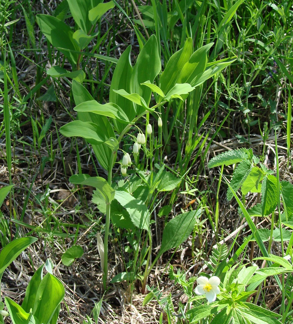 Image of Polygonatum odoratum specimen.