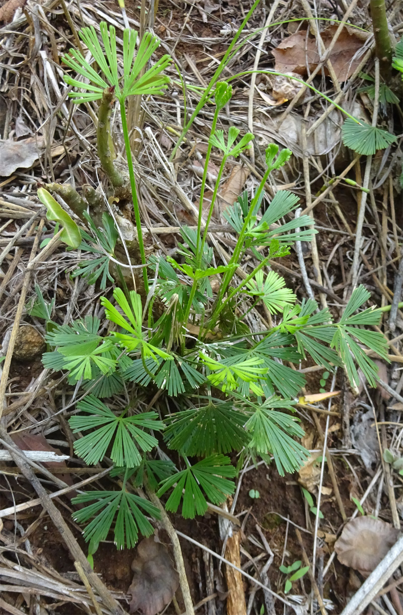 Изображение особи Actiniopteris radiata.