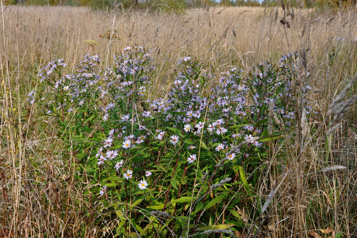 Изображение особи Symphyotrichum novi-belgii.