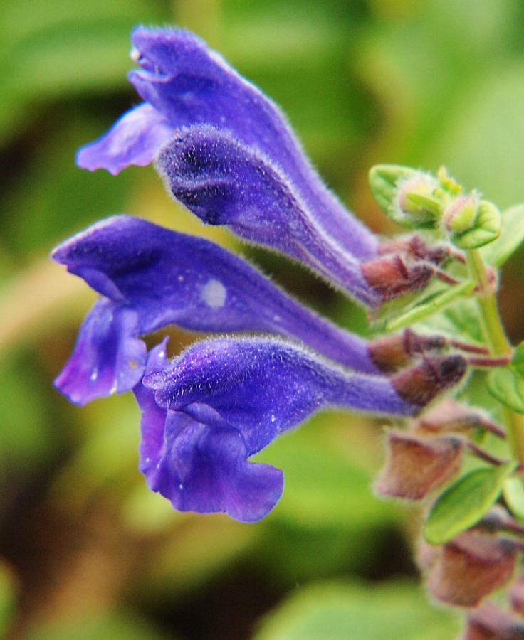 Image of genus Scutellaria specimen.