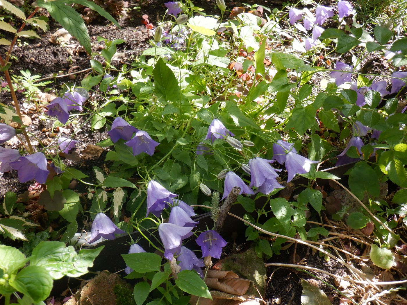 Image of Campanula carpatica specimen.