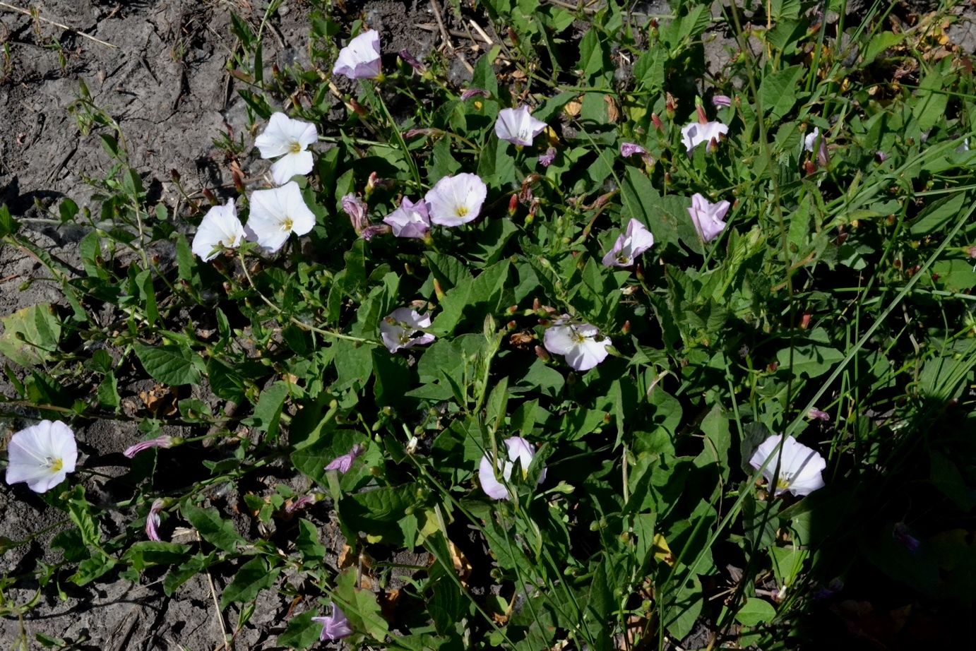 Image of Convolvulus arvensis specimen.