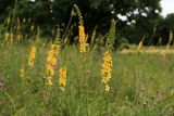 Agrimonia eupatoria. Соцветия. Тульская обл., окр. пос. Дубна, склон долины р. Дубна, суходольный луг. 19.07.2015.