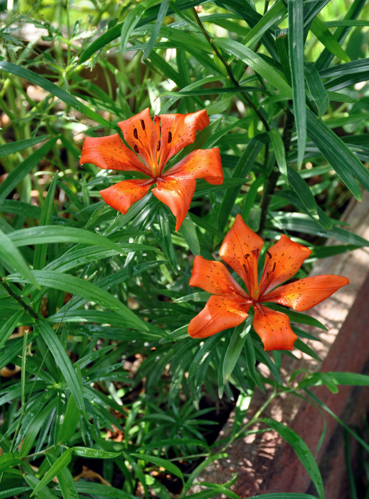 Image of genus Lilium specimen.