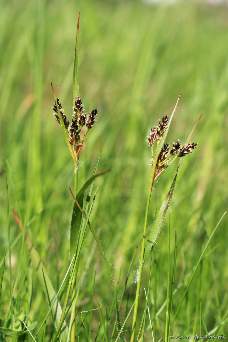 Image of Luzula multiflora specimen.