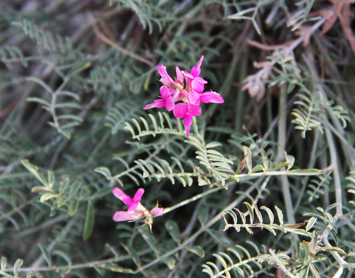 Image of Hedysarum tauricum specimen.