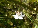 Parnassia palustris