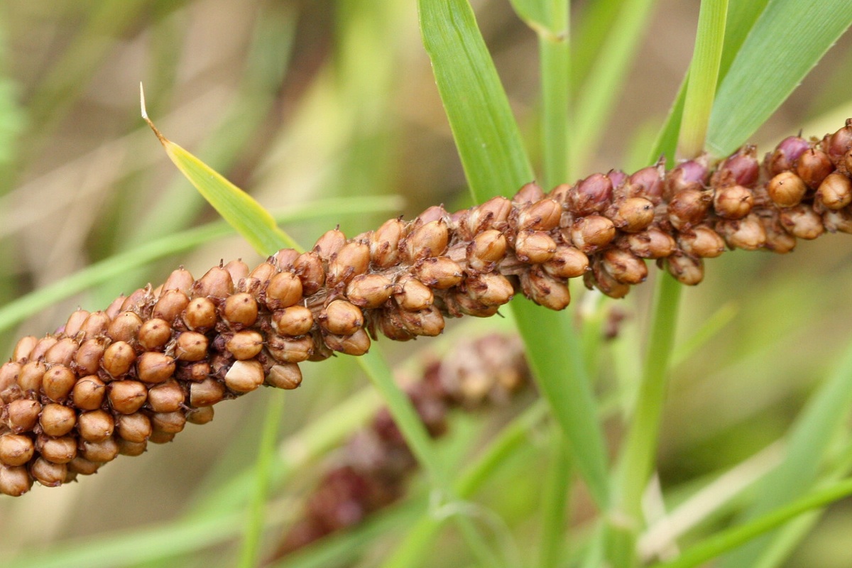 Изображение особи Plantago uliginosa.