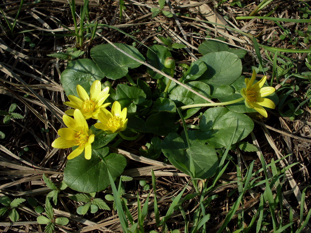 Image of Ficaria stepporum specimen.