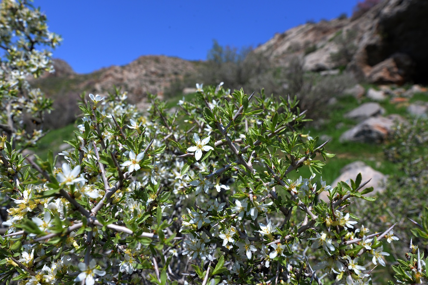 Изображение особи Amygdalus spinosissima.