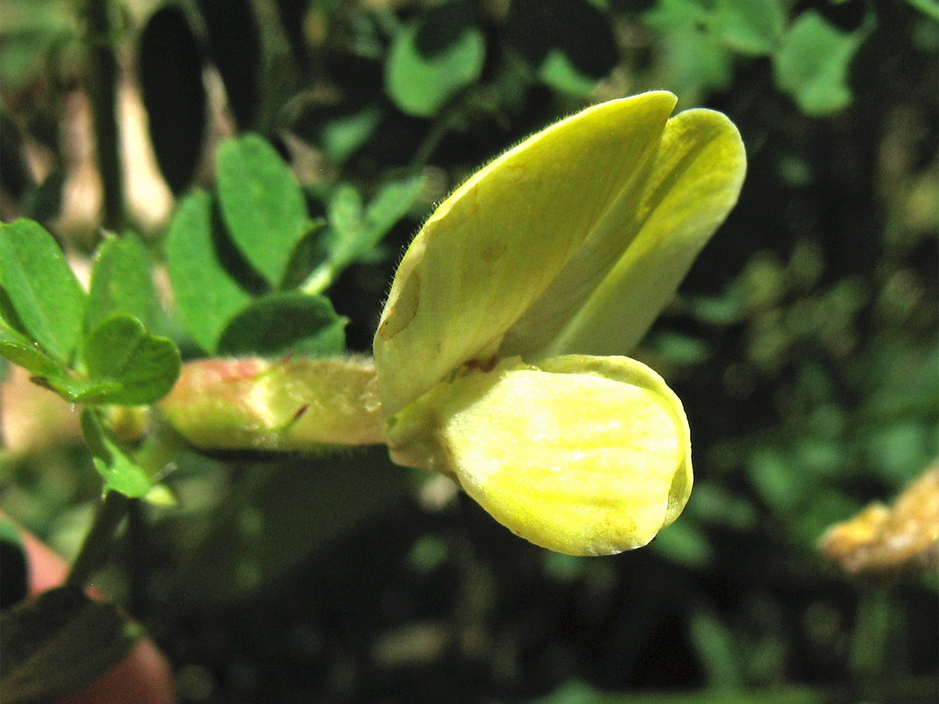 Image of Vicia hybrida specimen.