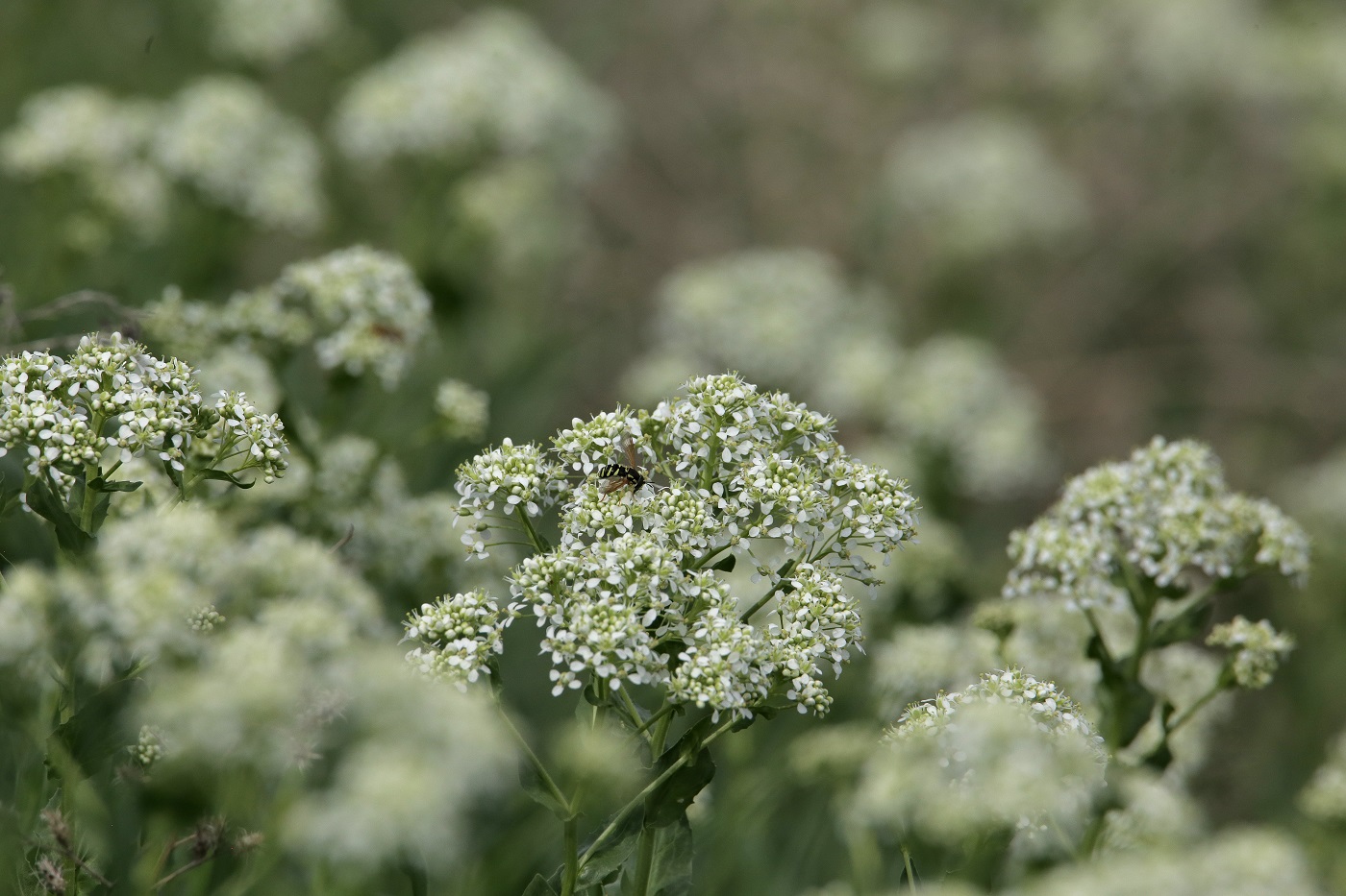 Изображение особи Cardaria repens.