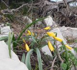 Tulipa australis