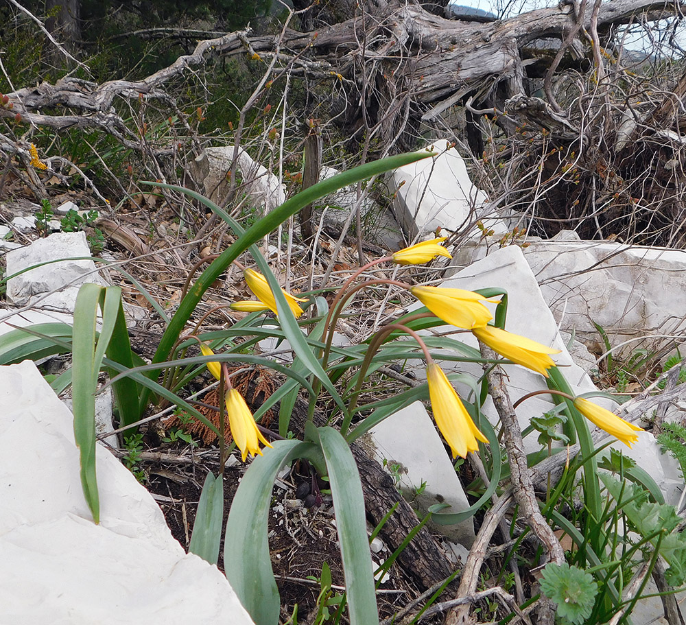 Image of Tulipa australis specimen.