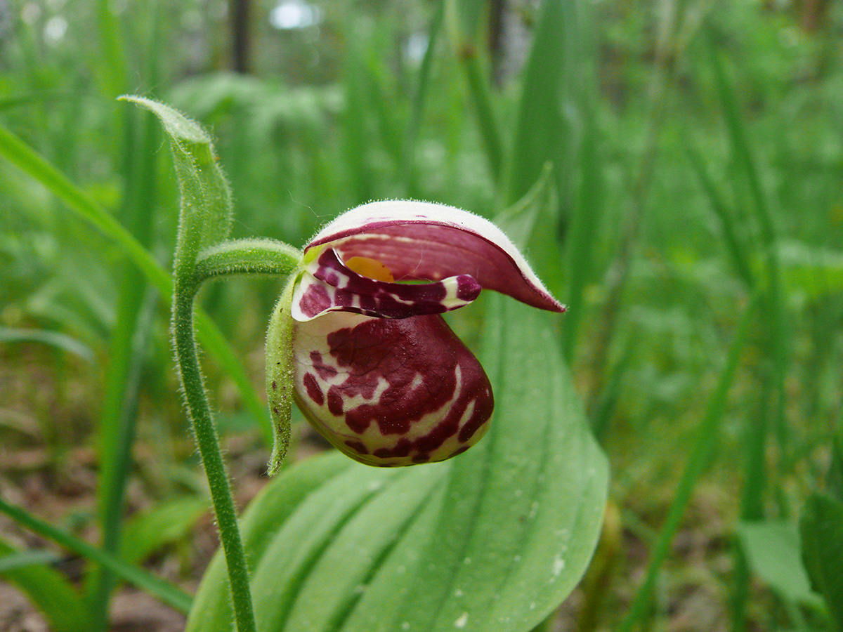 Image of Cypripedium guttatum specimen.