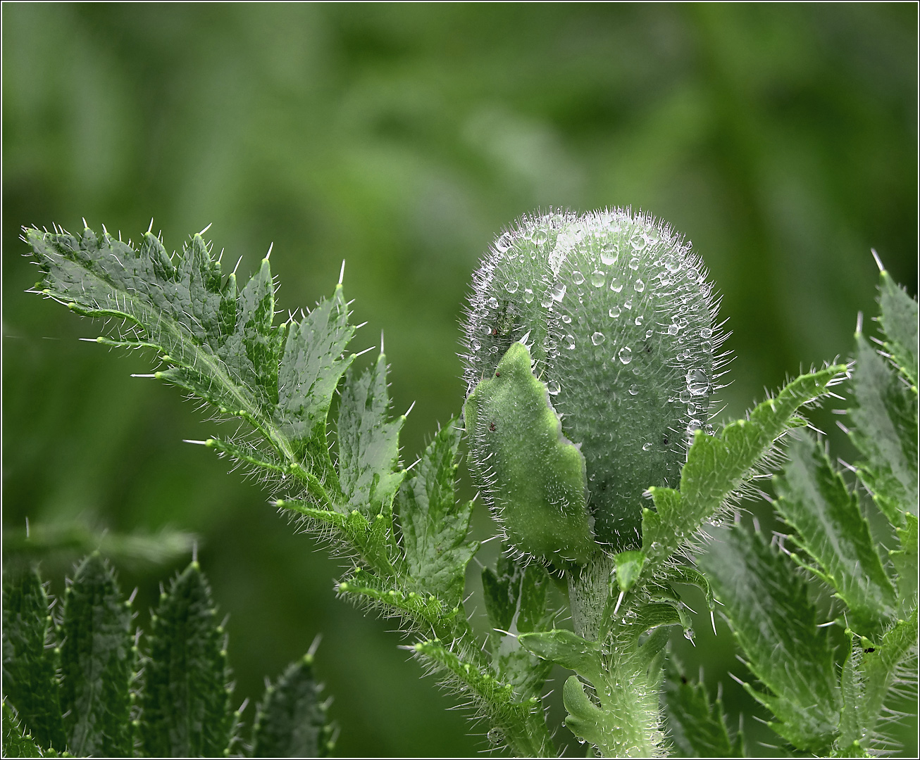 Image of Papaver setiferum specimen.