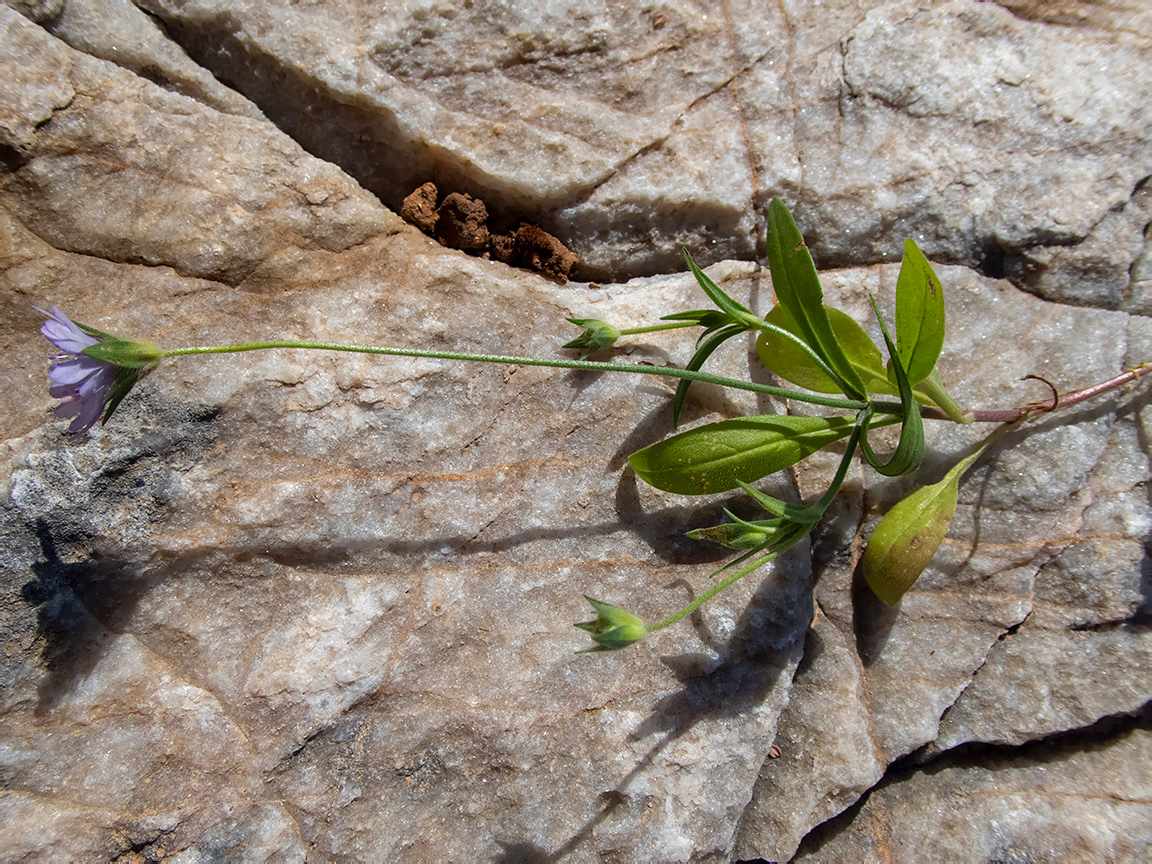 Image of Knautia integrifolia specimen.