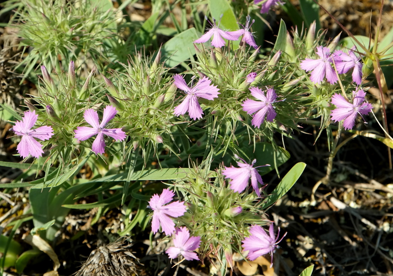 Изображение особи Dianthus pseudarmeria.