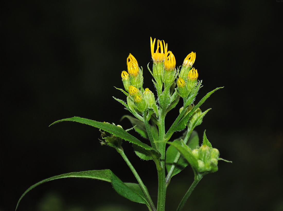 Изображение особи Senecio nemorensis.